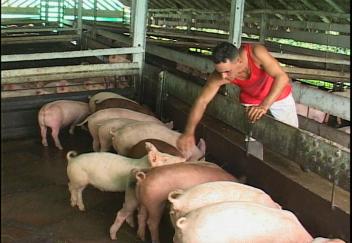 Villa Clara, por el sostenimiento de razas puras en la rama porcina