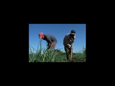 Exhorta el campesinado villaclare&ntilde;o a trabajar por la calidad de las contrataciones agr&iacute;colas