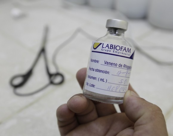 CUBA/ Alacrán Un técnico muestra una muestras de veneno de escorpión en los laboratorios Labiofam en Santa Clara, provincia Villa Clara en el centro de Cuba, alrededor de 280 km (175 millas) de La Habana, el 05 de agosto 2011. El veneno se utiliza para hacer una medicina contra el cáncer que Cuba ha desarrollado y está empezando a vender en Cuba y otros países. REUTERS / Enrique De La Osa (CUBA)